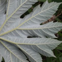 Tetrapanax papyrifer (Hook.) K.Koch